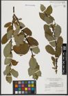 Foto von Salix hastata L.